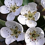 Common Pear - European Pear &nbsp;- Pyrus communis - Pyrus pyraster
