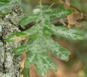 Tauzin oak � Quercus pyrenaica - Foliage