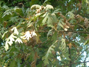 Tauzin oak � Quercus pyrenaica