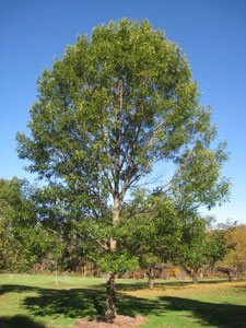 Sawtooth Oak - Quercus acutissima
