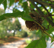 Sawtooth Oak - Quercus acutissima - Leaves