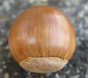 Sawtooth Oak - Quercus acutissima - Fruits