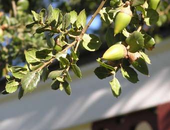 Coast Live Oak, Quercus agrifolia