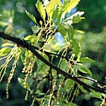 Turkey Oak - Quercus cerris