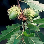 Turkey Oak - Quercus cerris