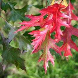 Scarlet Oak, Quercus coccinea