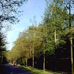 Scarlet Oak - Quercus coccinea