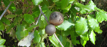 Portuguese Oak - Quercus faginea - Fruits