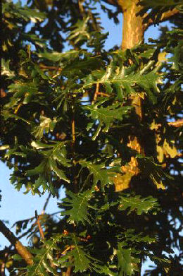 Hungarian Oak or Italian Oak - Quercus frainetto or quercus farnetto