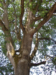 Garry oak or Oregon white oak - Quercus garryana