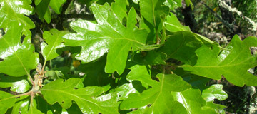 Garry oak or Oregon white oak - Quercus garryana - Foliage