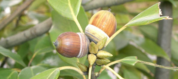 Japanese blue oak - Quercus glauca - Fruit