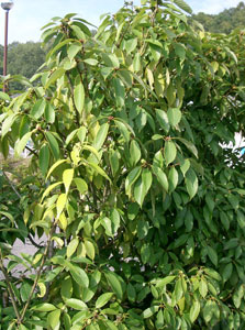Japanese blue oak - Quercus glauca