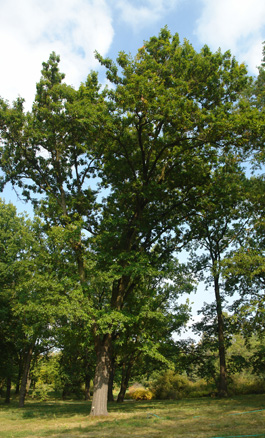 Shingle Oak