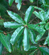 Shingle Oak