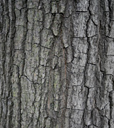 Shingle Oak