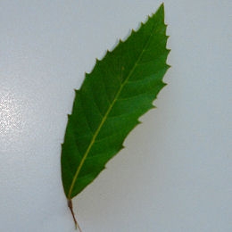 Woolly-leaved Oak - Quercus lanata - leave