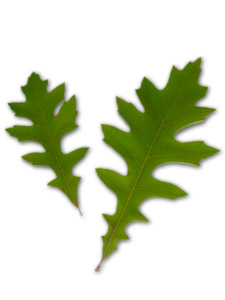 Nuttall oak - Quercus nuttallii