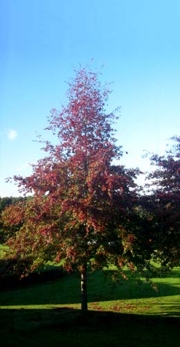 Pin Oak or Swamp Spanish Oak - Quercus palustris