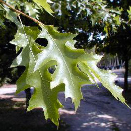 Pin Oak or Swamp Spanish Oak