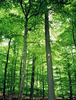 Sessile Oak or Durmast Oak - Quercus petraea or Quercus sessiliflora