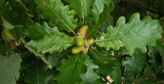 Sessile Oak or Durmast Oak