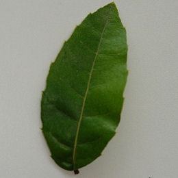 Ubame Oak - Quercus phillyreo�des
