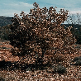 Downy Oak or pubescent Oak - Quercus pubescens