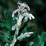Downy Oak or pubescent Oak - Quercus pubescens
