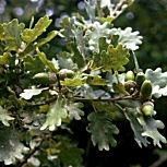 Downy Oak or pubescent Oak - Quercus pubescens