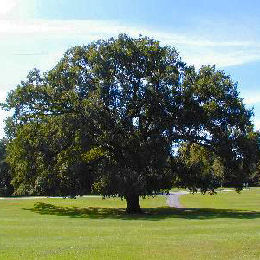 Pedunculate Oak - Quercus robur or Quercus pedonculata