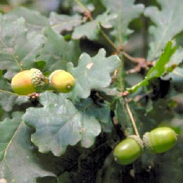 Pedunculate Oak - Quercus robur or Quercus pedonculata