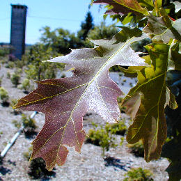 Red Oak or Northern Red Oak or Champion Oak - Quercus rubra or Quercus borealis