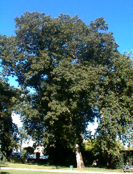 Red Oak or Northern Red Oak or Champion Oak - Quercus rubra or Quercus borealis