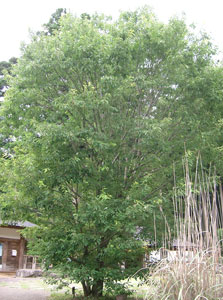 Serrata oak - Quercus serrata