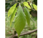 Serrata oak - Quercus serrata - Foliage