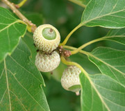 Serrata oak - Quercus serrata - Fruit