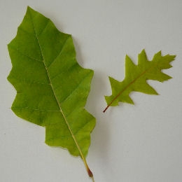 Shumard Oak - Quercus shumardii