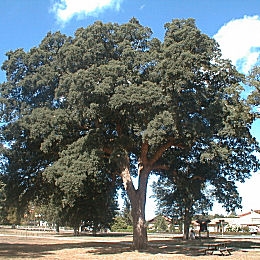 Cork Oak - Quercus suber
