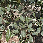 Cork Oak - Quercus suber