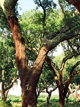 Cork Oak - Quercus suber