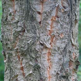 Chinese Cork Oak