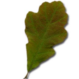 Black Oak