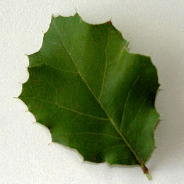 Coast Live Oak, Quercus agrifolia