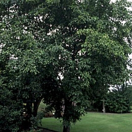 Common Buckthorn - Purging Buckthorn - Rhamnus cathartica