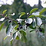 Common Buckthorn - Purging Buckthorn - Rhamnus cathartica