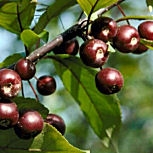 Common Buckthorn - Purging Buckthorn - Rhamnus cathartica
