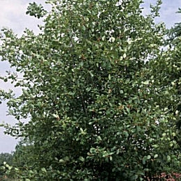 Glossy Buckthorn - Alder Buckthorn - Rhamnus frangula - frangula alnus