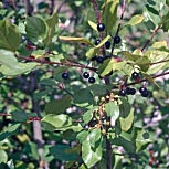 Glossy Buckthorn - Alder Buckthorn - Rhamnus frangula - frangula alnus