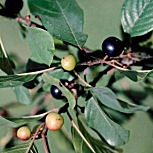 Glossy Buckthorn - Alder Buckthorn - Rhamnus frangula - frangula alnus
